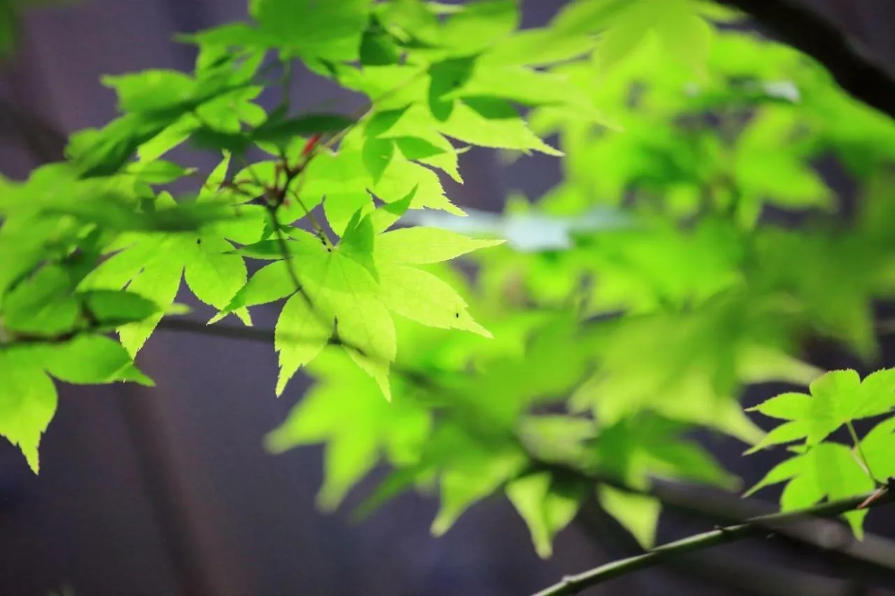 Kyoto - House / Vacation Stay 39193 0*,  일본